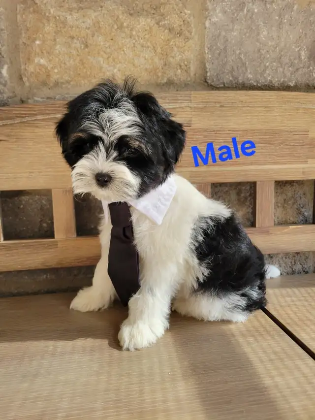 MORKIE PUPS