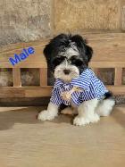 MORKIE PUPS - Photo 2