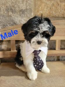 MORKIE PUPS - Photo 3