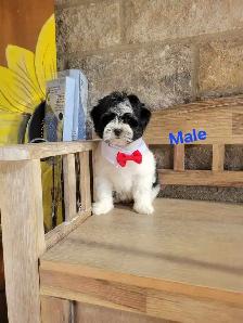 MORKIE PUPS - Photo 4