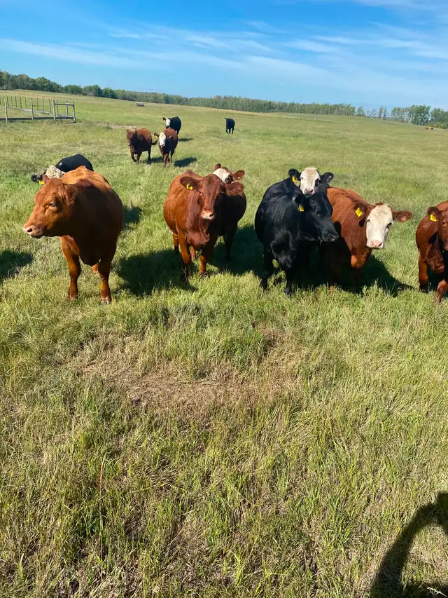 Bred Heifers for Sale