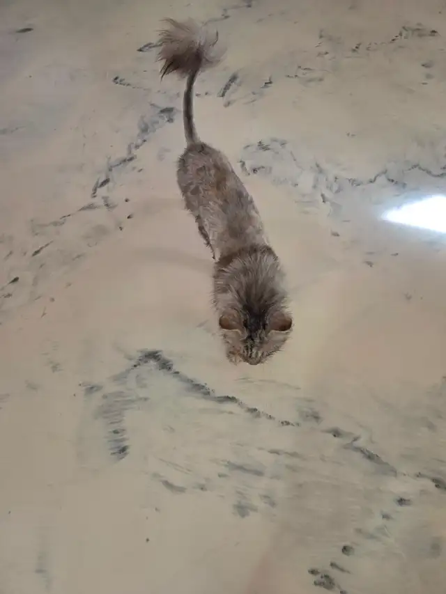 Femelle maine coon enr tica fertile a donner avec son ami rex co