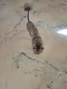 Femelle maine coon enr tica fertile a donner avec son ami rex co