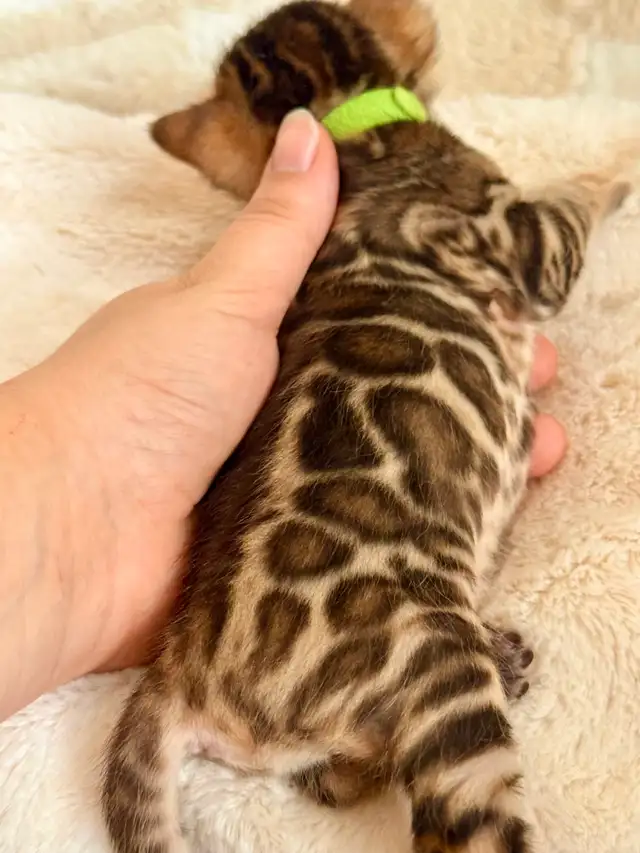 European Top Quality Purebred TICA Registered Bengal Kittens