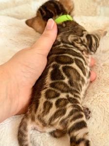 European Top Quality Purebred TICA Registered Bengal Kittens
