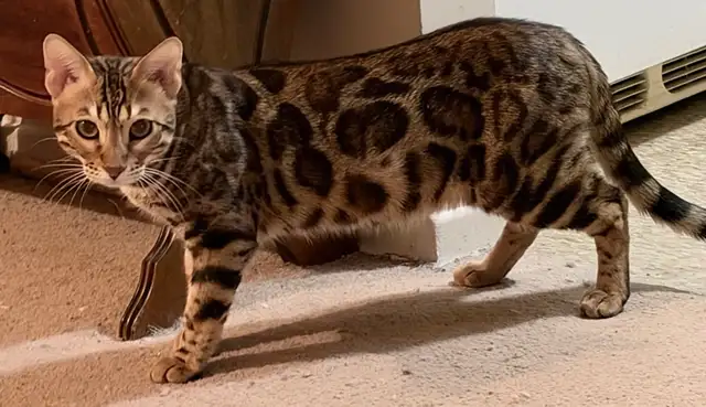 Male Bengal for rehoming