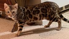 Male Bengal for rehoming