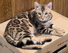 Male Bengal for rehoming - Photo 2