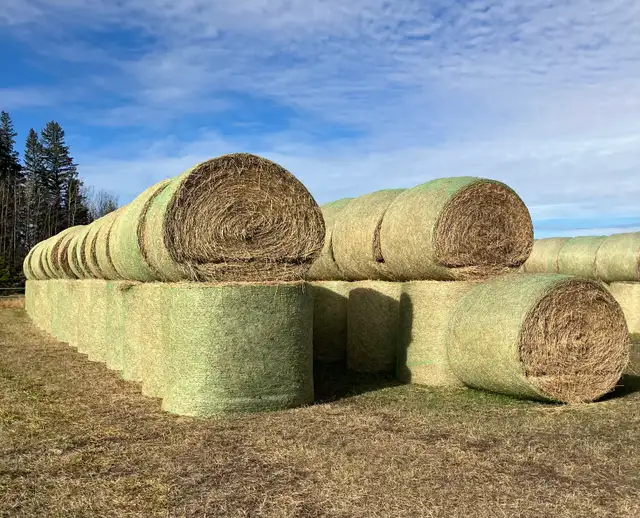 Second cut Hay for Sale