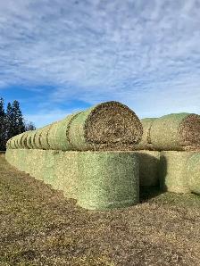 Second cut Hay for Sale - Photo 2