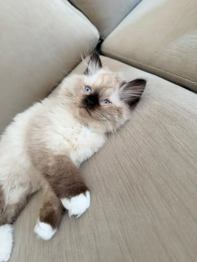 Purebred ragdoll female
