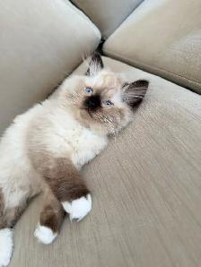 Purebred ragdoll female