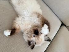 Purebred ragdoll female - Photo 2