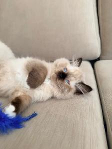 Purebred ragdoll female - Photo 3