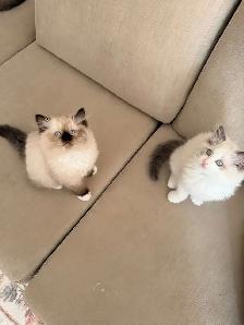Purebred ragdoll female - Photo 4