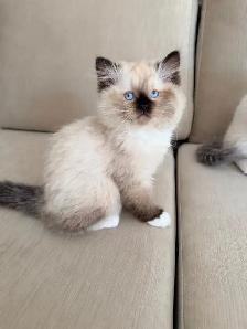 Purebred ragdoll female - Photo 5