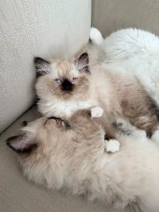 Purebred ragdoll female - Photo 7