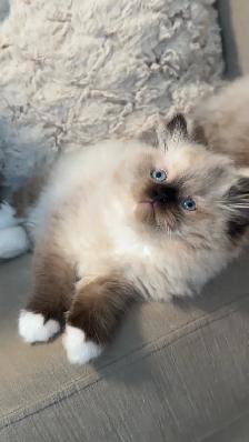 Purebred ragdoll female - Photo 8