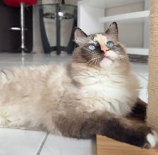 Purebred ragdoll female - Photo 10