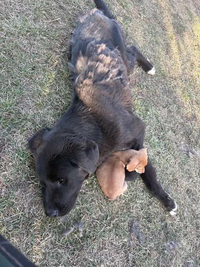 In need of forever home