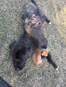In need of forever home