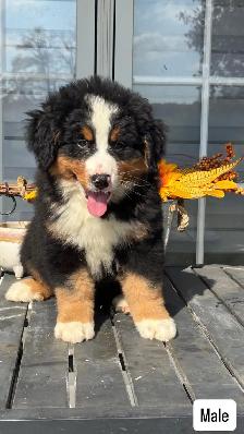 Bernese mountain dog puppies
