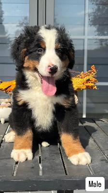 Bernese mountain dog puppies - Photo 2