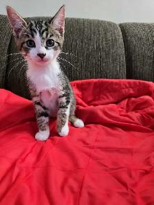 Chatons mix Tabby a vendre