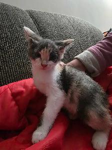 Chatons mix Tabby a vendre - Photo 3
