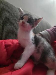 Chatons mix Tabby a vendre - Photo 5