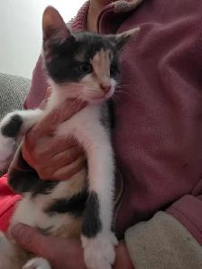 Chatons mix Tabby a vendre - Photo 6