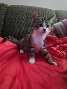 Chatons mix Tabby a vendre - Photo 7