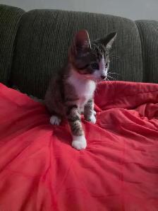 Chatons mix Tabby a vendre - Photo 8