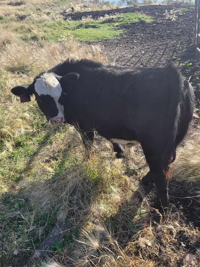 Steer calf
