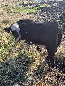 Steer calf