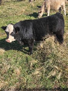Steer calf - Photo 2