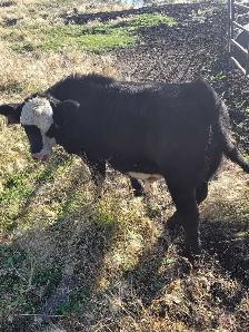 Steer calf - Photo 3