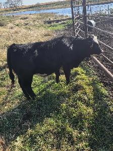 Steer calf - Photo 4