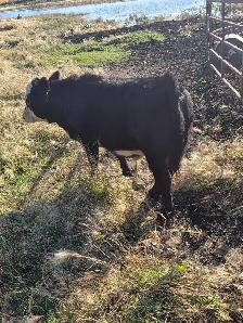 Steer calf - Photo 5