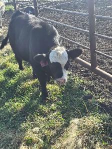 Steer calf - Photo 6