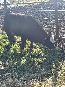 Steer calf - Photo 7