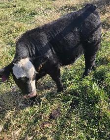 Steer calf - Photo 8
