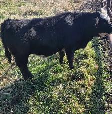 Steer calf - Photo 9