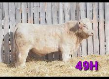 Steer calf - Photo 10