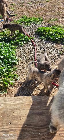 Irish Wolfhounds