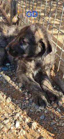 Irish Wolfhounds - Photo 3