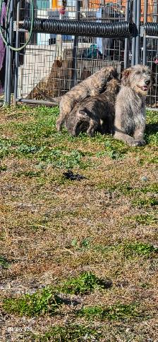 Irish Wolfhounds - Photo 4