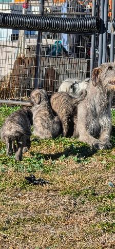 Irish Wolfhounds - Photo 5