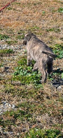 Irish Wolfhounds - Photo 6