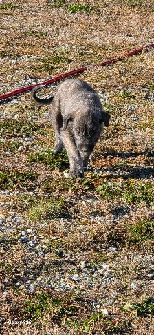 Irish Wolfhounds - Photo 7